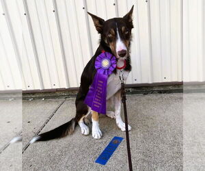 Border Collie Dogs for adoption in Highland, IL, USA