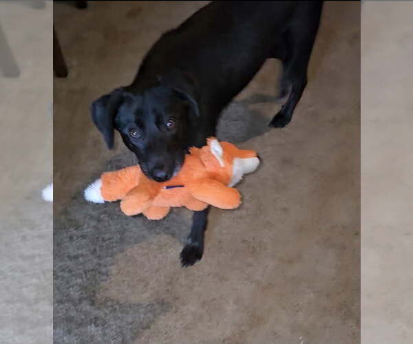 Medium Photo #1 German Shepherd Dog-Holland Shepherd Mix Puppy For Sale in Orange Grove, TX, USA