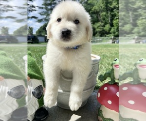 Golden Retriever Puppy for Sale in NEOLA, West Virginia USA