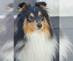 Small Photo #1 Shetland Sheepdog Puppy For Sale in BURBANK, CA, USA
