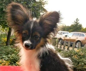 Papillon Puppy for Sale in FREWSBURG, New York USA