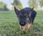 Small #1 German Shepherd Dog