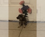 Small Photo #4 German Shepherd Dog Puppy For Sale in STATESBORO, GA, USA