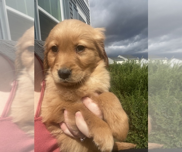 Medium Photo #1 Golden Retriever Puppy For Sale in MASON, OH, USA