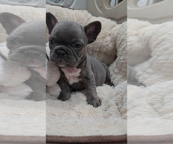 Medium Photo #1 French Bulldog Puppy For Sale in NORTH PORT, FL, USA