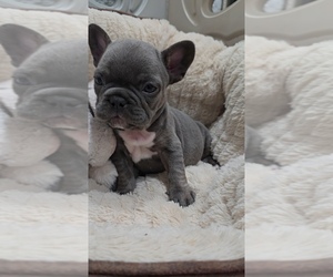 French Bulldog Puppy for sale in NORTH PORT, FL, USA