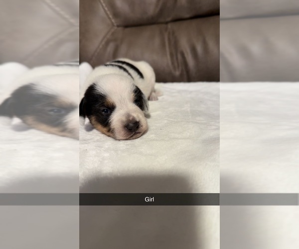 Medium Photo #2 Australian Cattle Dog-Beagle Mix Puppy For Sale in BECKHAMVILLE, SC, USA
