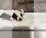 Small #1 Australian Cattle Dog-Beagle Mix