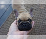 Small Photo #6 French Bulldog Puppy For Sale in LOUISVILLE, CO, USA