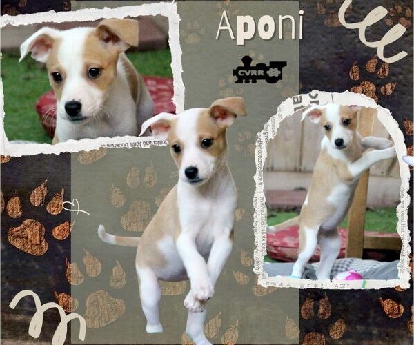 Medium Photo #1 Chihuahua-Unknown Mix Puppy For Sale in Lindsay, CA, USA