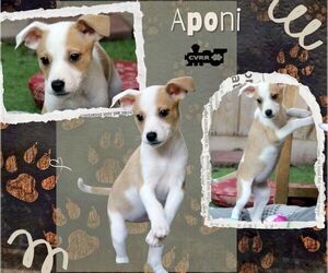 Chihuahua-Unknown Mix Dogs for adoption in Lindsay, CA, USA