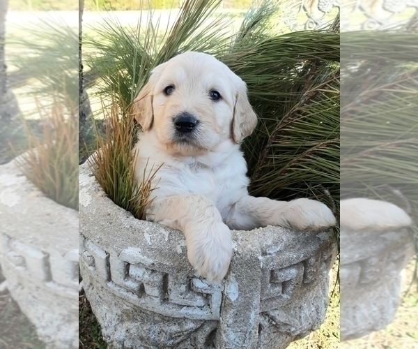 Medium Photo #2 Goldendoodle Puppy For Sale in PROSPECT, VA, USA