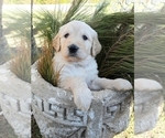 Small Photo #2 Goldendoodle Puppy For Sale in PROSPECT, VA, USA