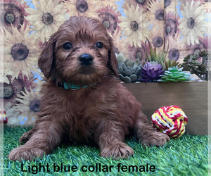 Goldendoodle (Miniature) Puppy for sale in PORTERVILLE, CA, USA