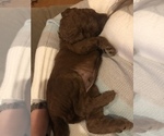 Small Photo #10 Poodle (Standard) Puppy For Sale in VICTOR, NY, USA