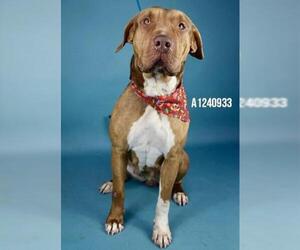 Mutt Dogs for adoption in Bakersfield, CA, USA