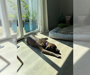 Medium Boxer