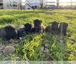 Small Photo #16 Belgian Malinois Puppy For Sale in JACKSONVILLE, TX, USA