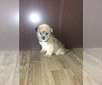 Small Photo #7 Shorkie Tzu Puppy For Sale in LAPEER, MI, USA