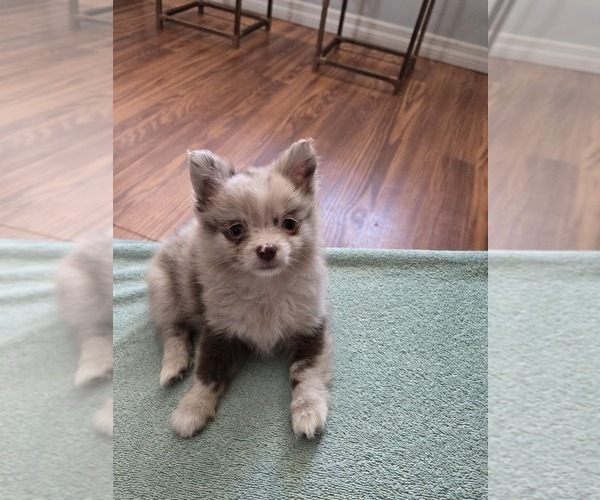 Medium Photo #7 Chiranian Puppy For Sale in OCALA, FL, USA