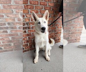 - Mix Dogs for adoption in Gretna, NE, USA