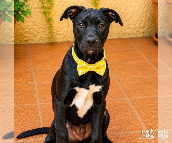 Medium Photo #3 Labrador Retriever-Retriever  Mix Puppy For Sale in Washington, DC, USA