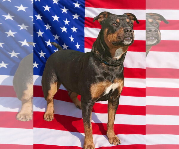 Medium Photo #2 Rottweiler-Unknown Mix Puppy For Sale in Talladega, AL, USA
