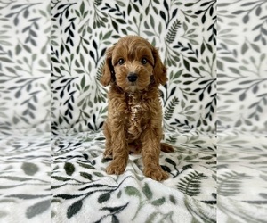 Cavapoo Puppy for sale in GREENFIELD, IN, USA