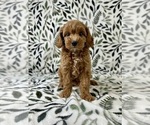 Small Cavapoo
