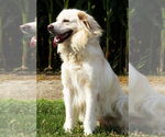 Small #1 Great Pyrenees