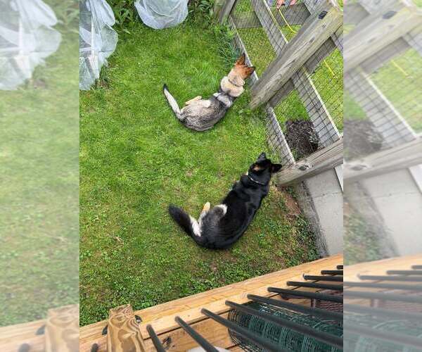 Medium Photo #3 German Shepherd Dog Puppy For Sale in Aurora, IN, USA