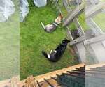 Small #2 German Shepherd Dog