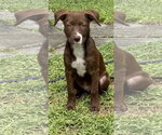 Wally * - Male Labrador Retriever-Unknown Mix Dog for Adoption - Small photo