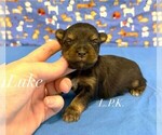 Image preview for Ad Listing. Nickname: Tiny Luke