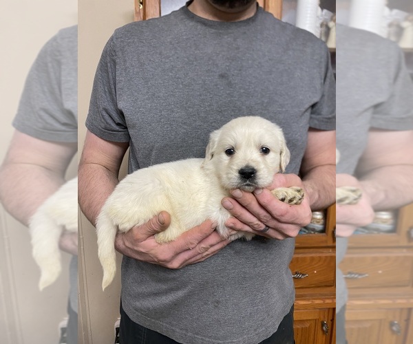 Medium Photo #6 Golden Retriever Puppy For Sale in WEAVERVILLE, NC, USA