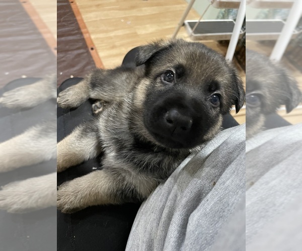 Medium Photo #1 German Shepherd Dog Puppy For Sale in MADISON HEIGHTS, VA, USA