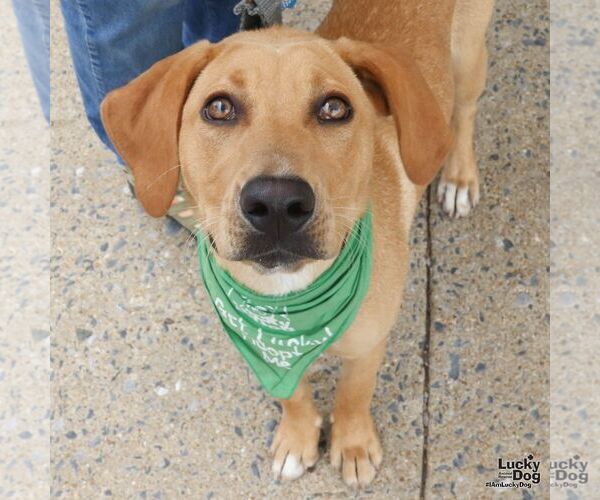 Medium Photo #3 Labrador Retriever-Retriever  Mix Puppy For Sale in Washington, DC, USA