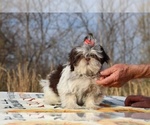 Small #8 Shih Tzu