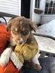 Small Photo #7 Australian Shepherd Puppy For Sale in E WALLINGFORD, VT, USA