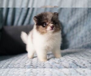 Pomeranian Puppy for sale in NORTH BERGEN, NJ, USA