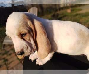 Basset Hound Puppy for sale in CANTON, GA, USA