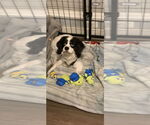 Small #11 Cavalier King Charles Spaniel