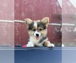 Puppy Austin American Corgi