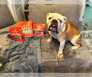 Bulldog Dogs for adoption in Brights Grove, Ontario, Canada