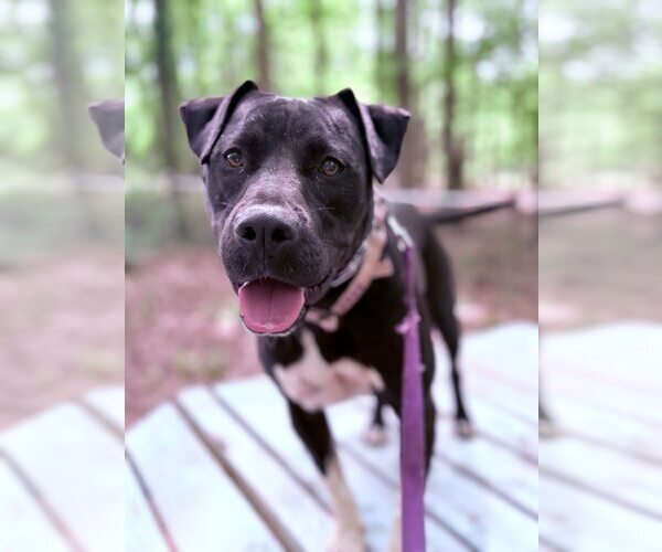 Medium Photo #3 Mutt Puppy For Sale in Greenville, SC, USA