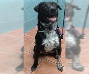 Labrador Retriever-Unknown Mix Dogs for adoption in Downey, CA, USA