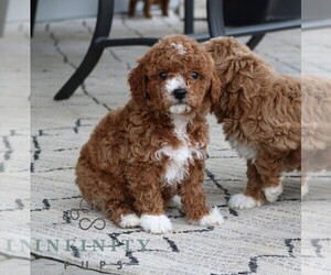 Cavapoo Puppy for sale in NARVON, PA, USA