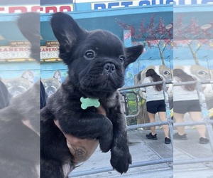 French Bulldog Puppy for sale in SOUTH GATE, CA, USA