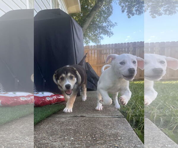 Medium Photo #2 Great Pyrenees-Unknown Mix Puppy For Sale in Houston, TX, USA