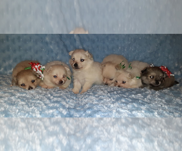 Medium Photo #1 Pomeranian Puppy For Sale in LAGRANGE, IN, USA